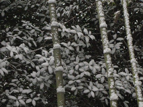 风雪竹林