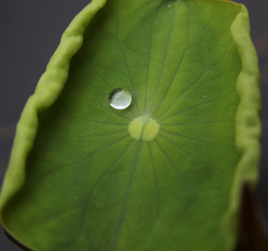 水珠与荷叶