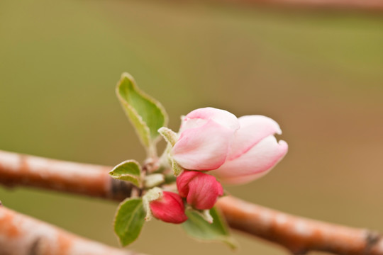 苹果花