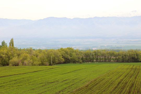 田野