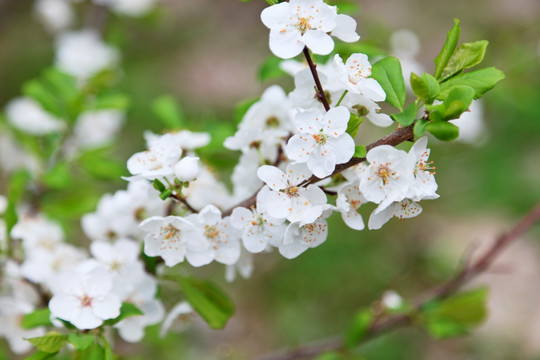 苹果花