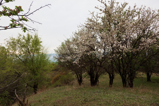 野果林