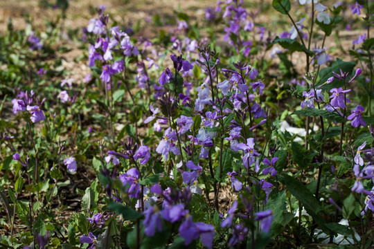 紫色小花