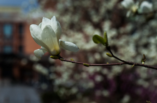 玉兰花