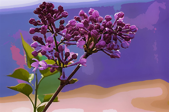 丁香花