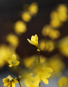 迎春花