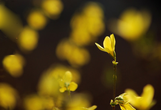 迎春花