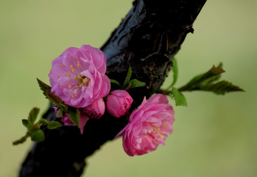 碧桃花