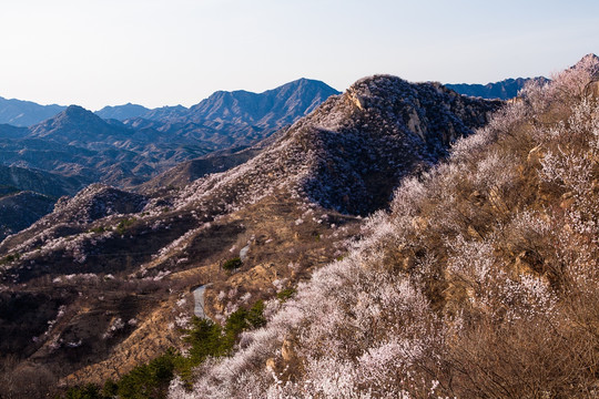 山花烂漫