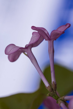 丁香花