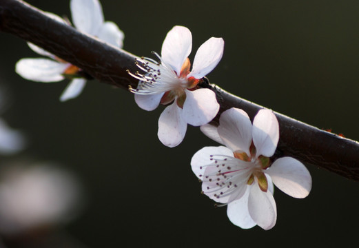 桃花