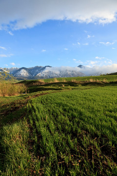 田野