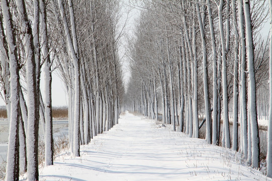 雪后小路