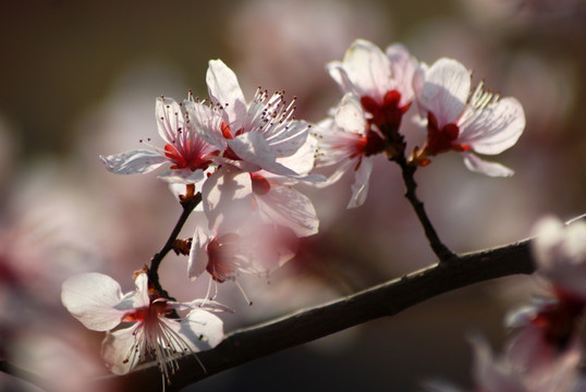 桃花