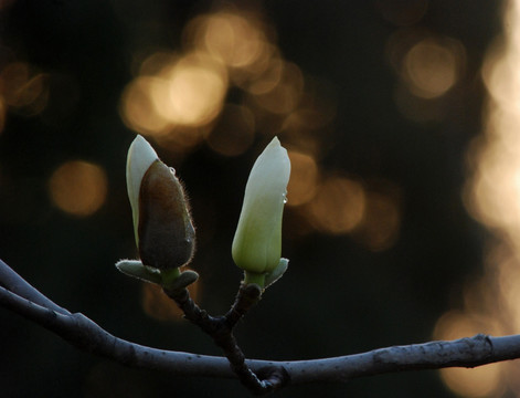 玉兰花