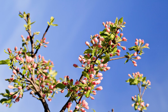 野苹果花