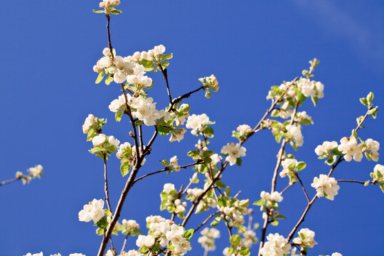 苹果花