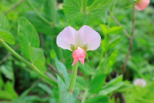 豌豆花