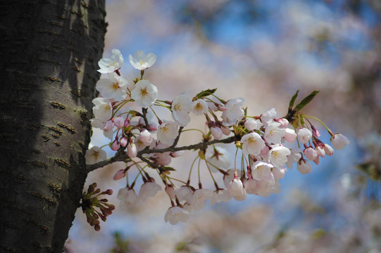 樱花