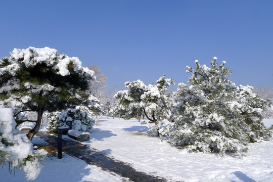 雪景