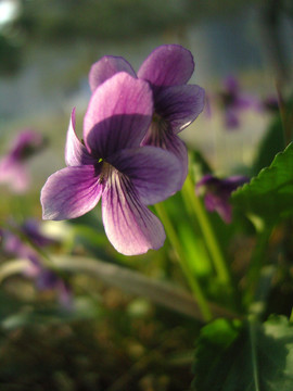 紫花地丁