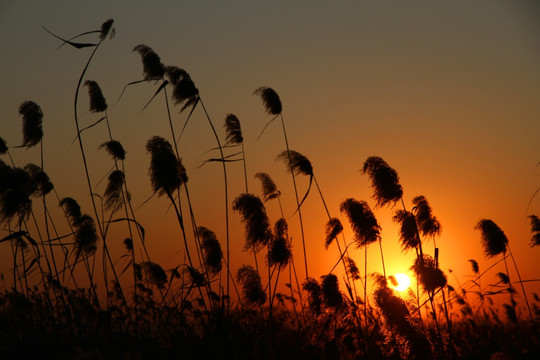 夕阳红