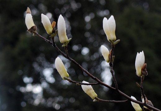 玉兰花