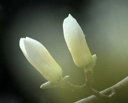 玉兰花