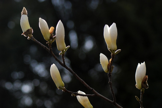 玉兰花