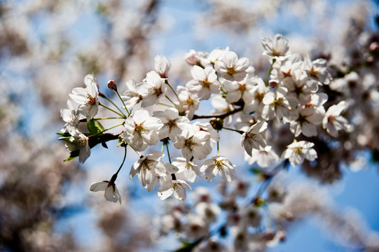 樱花