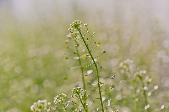 小草花