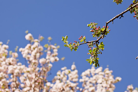 苹果花