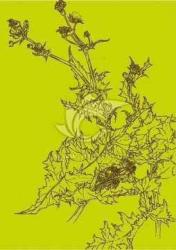 薊草