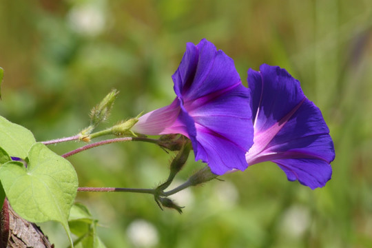 牵牛花