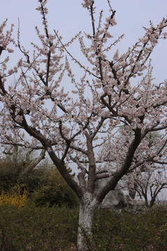 杏花 杏树