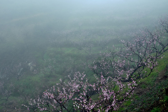 桃花