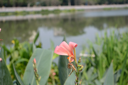 鲜花 花朵特写 绿叶