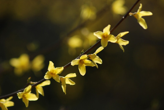 迎春花