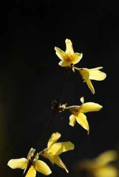 迎春花