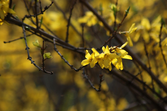 迎春花