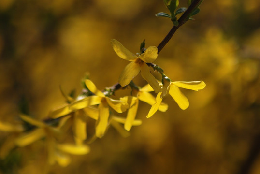 迎春花