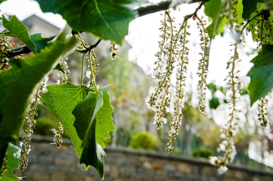 杨树花