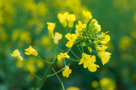 油菜花