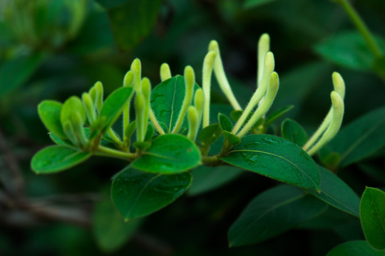 金银花蕾