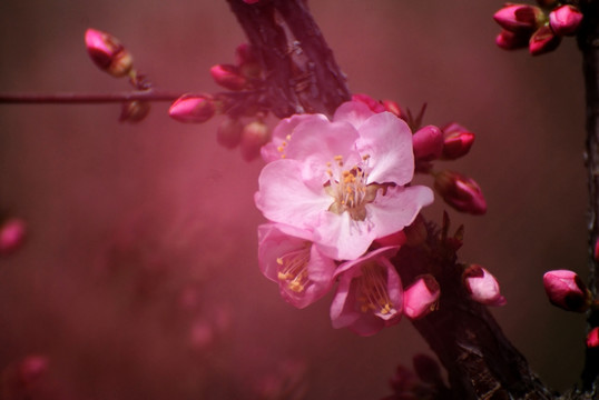 又见桃花开