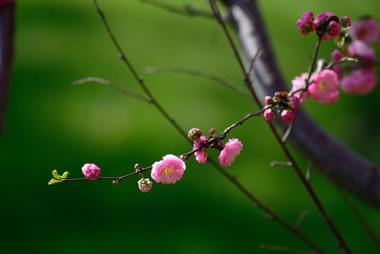 桃花