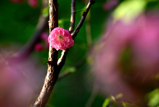 桃花