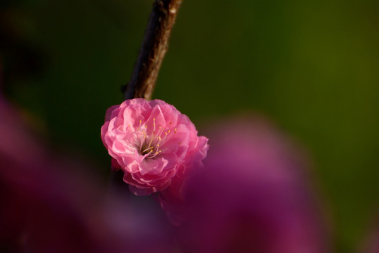 桃花