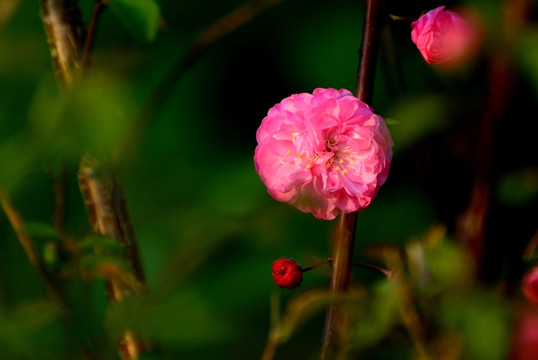 桃花