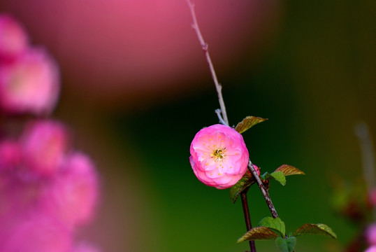 桃花